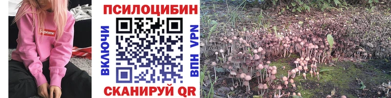 mega зеркало  сколько стоит  Пошехонье  Псилоцибиновые грибы Psilocybine cubensis 